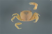 藏品(平背蜞)的圖片